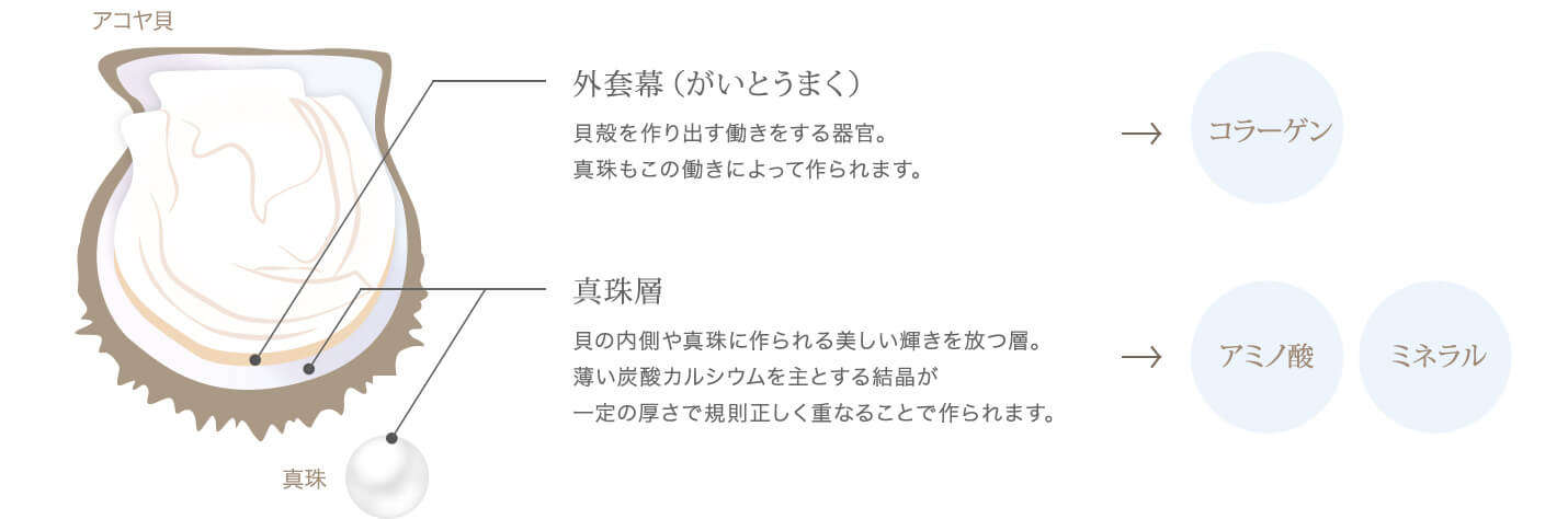 アコヤ貝と真珠から生まれる潤い成分